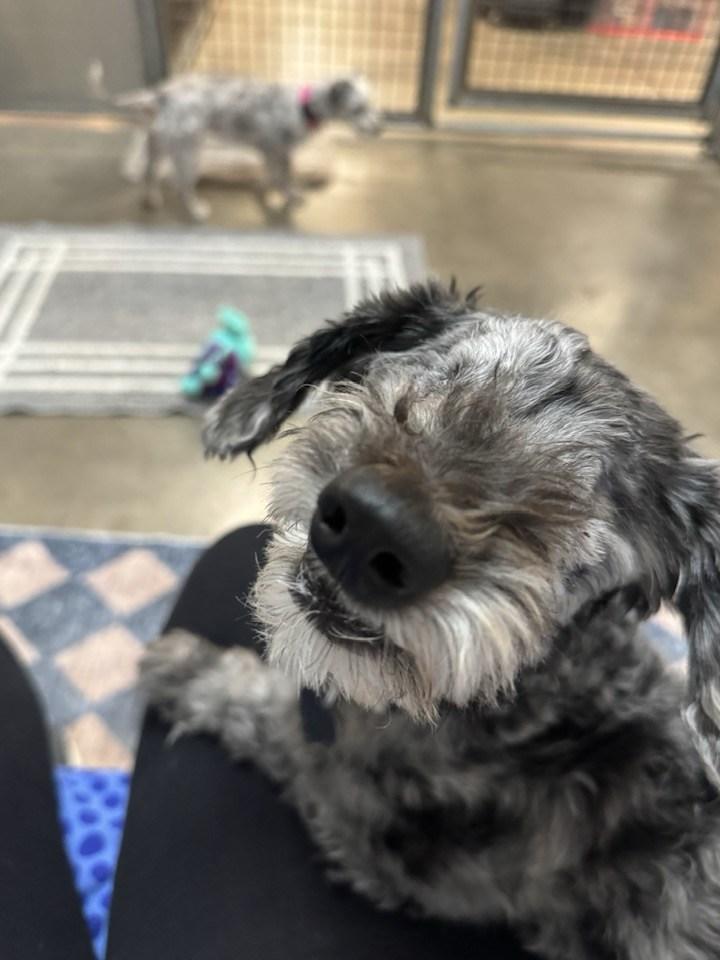 Hershey and Daisy (bonded pair)