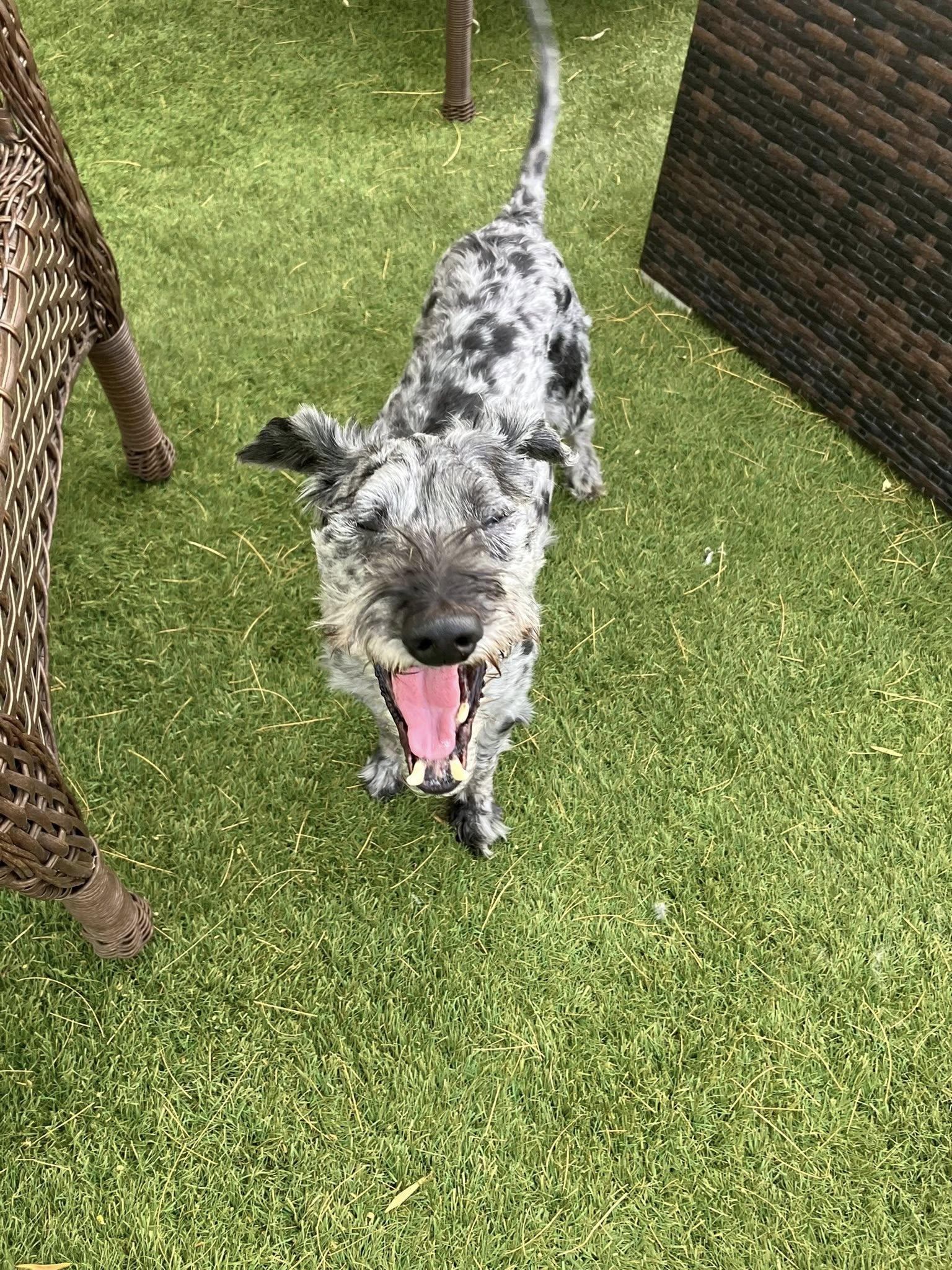 Hershey and Daisy (bonded pair), a Adoptable mixed breed in Scottsdale, AZ image 5/5