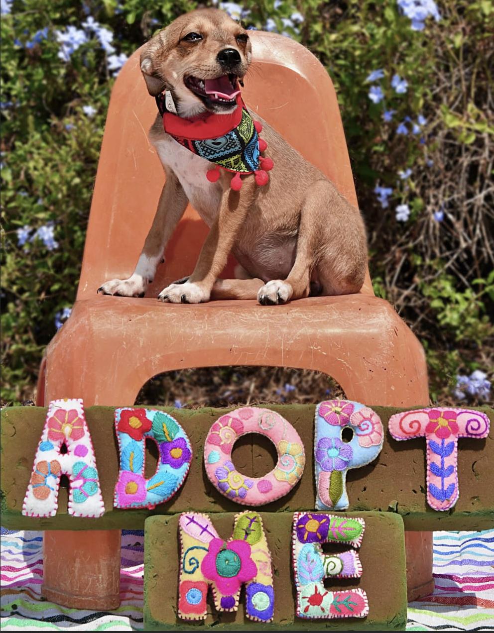 Fiona, an adoptable Chihuahua in EL COLORADO, JAL, 48265 | Photo Image 2