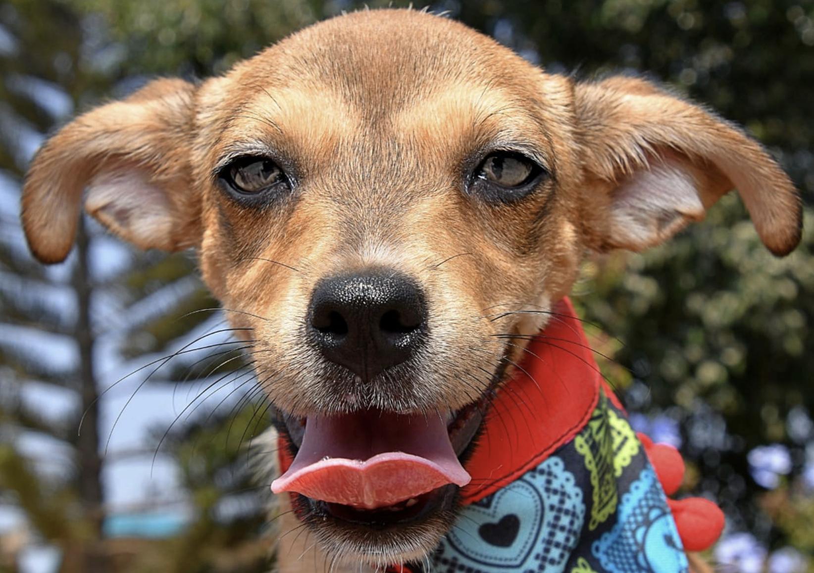 Fiona, a Adoptable Chihuahua in EL COLORADO, JAL image 2/3