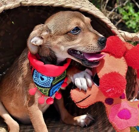 Fiona, an adoptable Chihuahua in EL COLORADO, JAL, 48265 | Photo Image 1