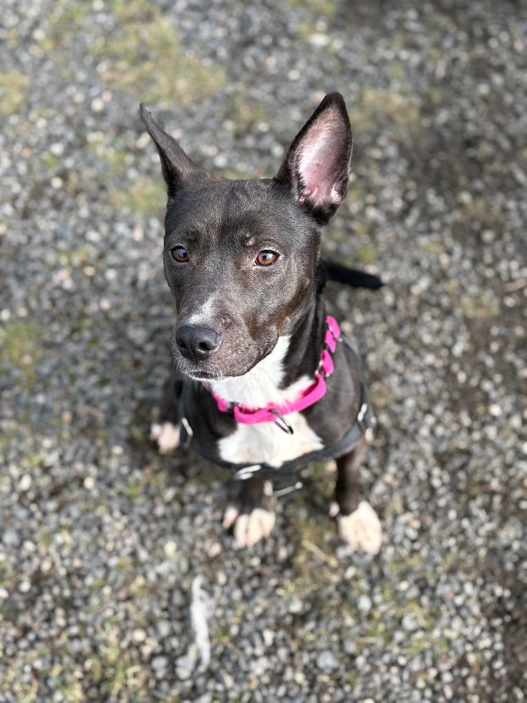 Ezma, Adoptable, Young Female Pit Bull Terrier.