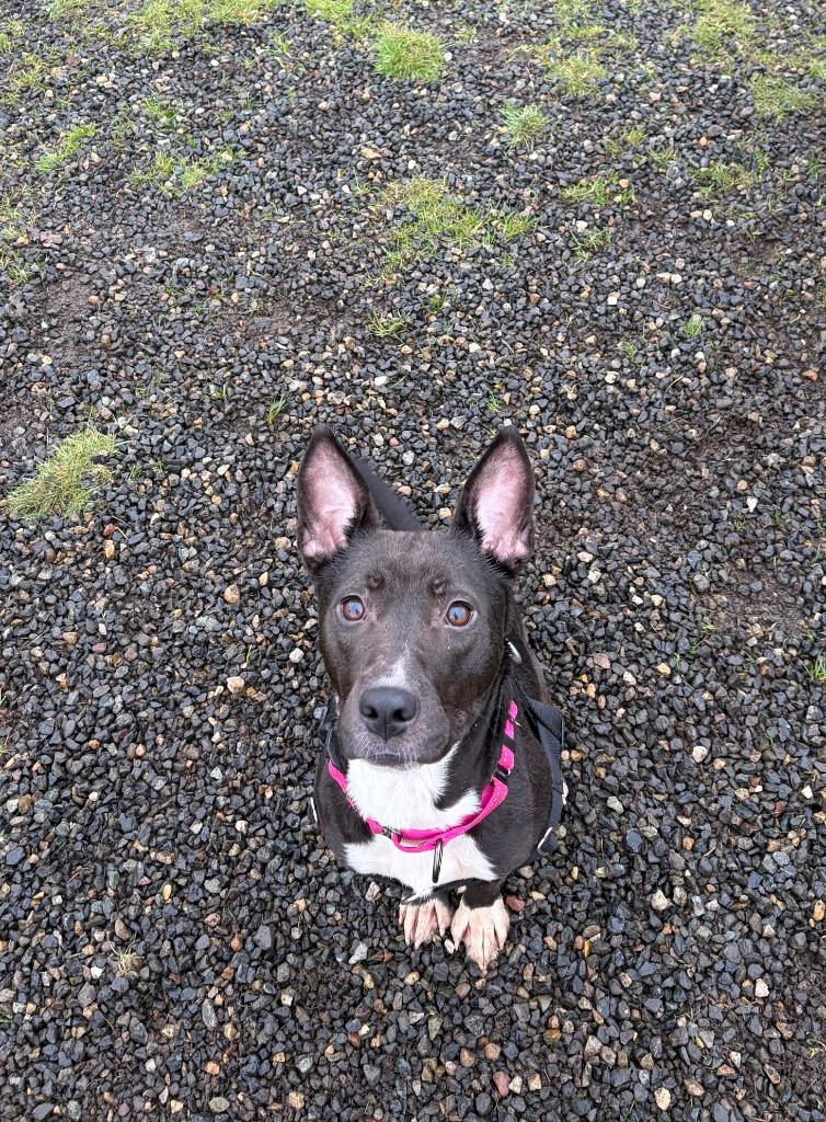 Ezma, a Adoptable mixed breed in St. Helens, OR image 2/6