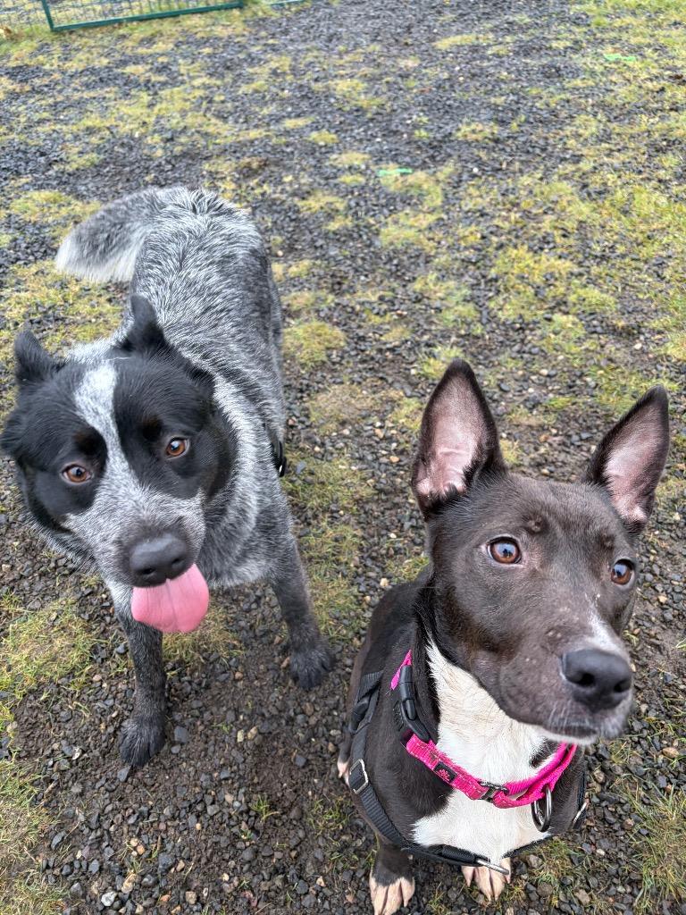 Ezma, a Adoptable mixed breed in St. Helens, OR image 4/6