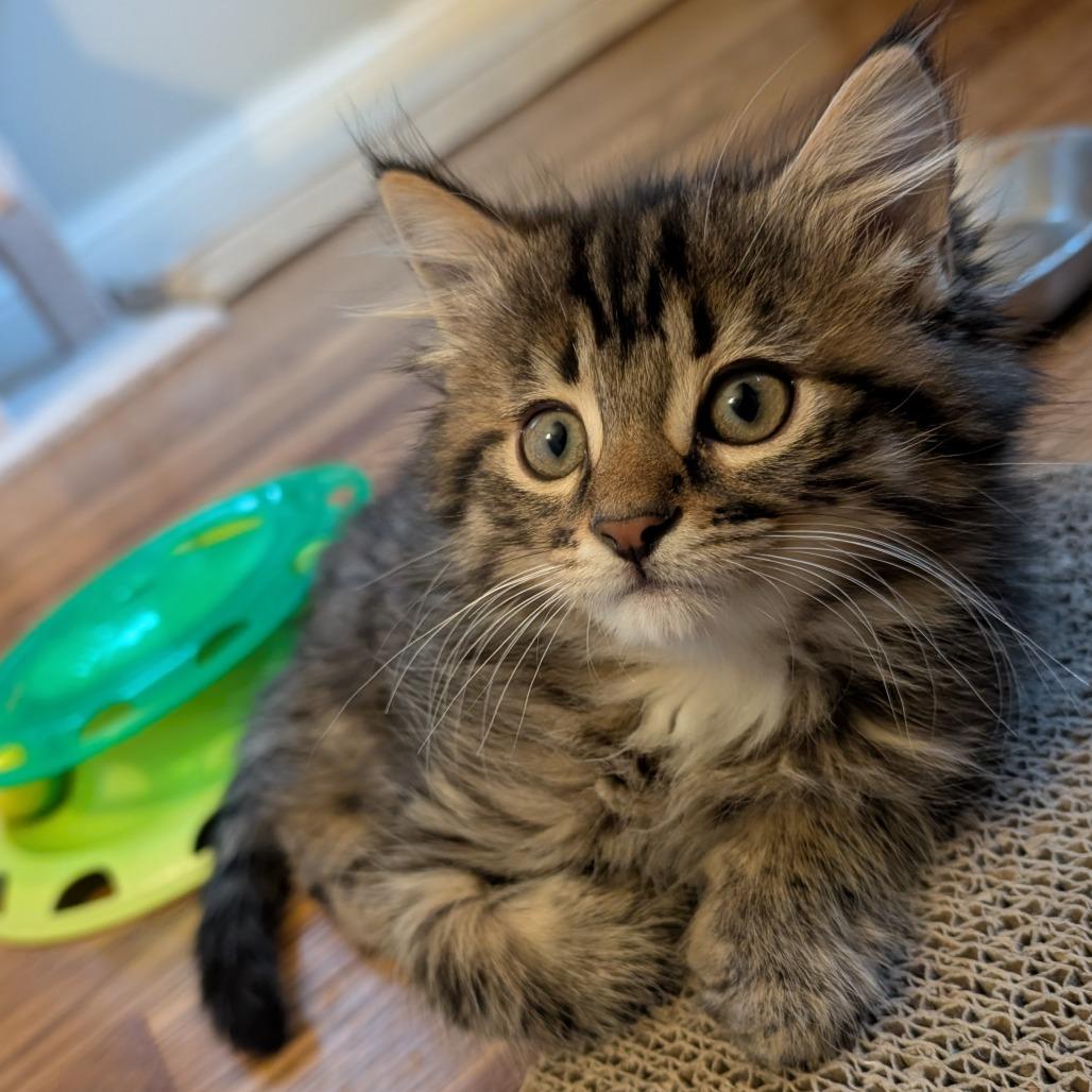 Enlarge Jimmy, a Adopted Domestic Long Hair in Lexington, KY image 1/4