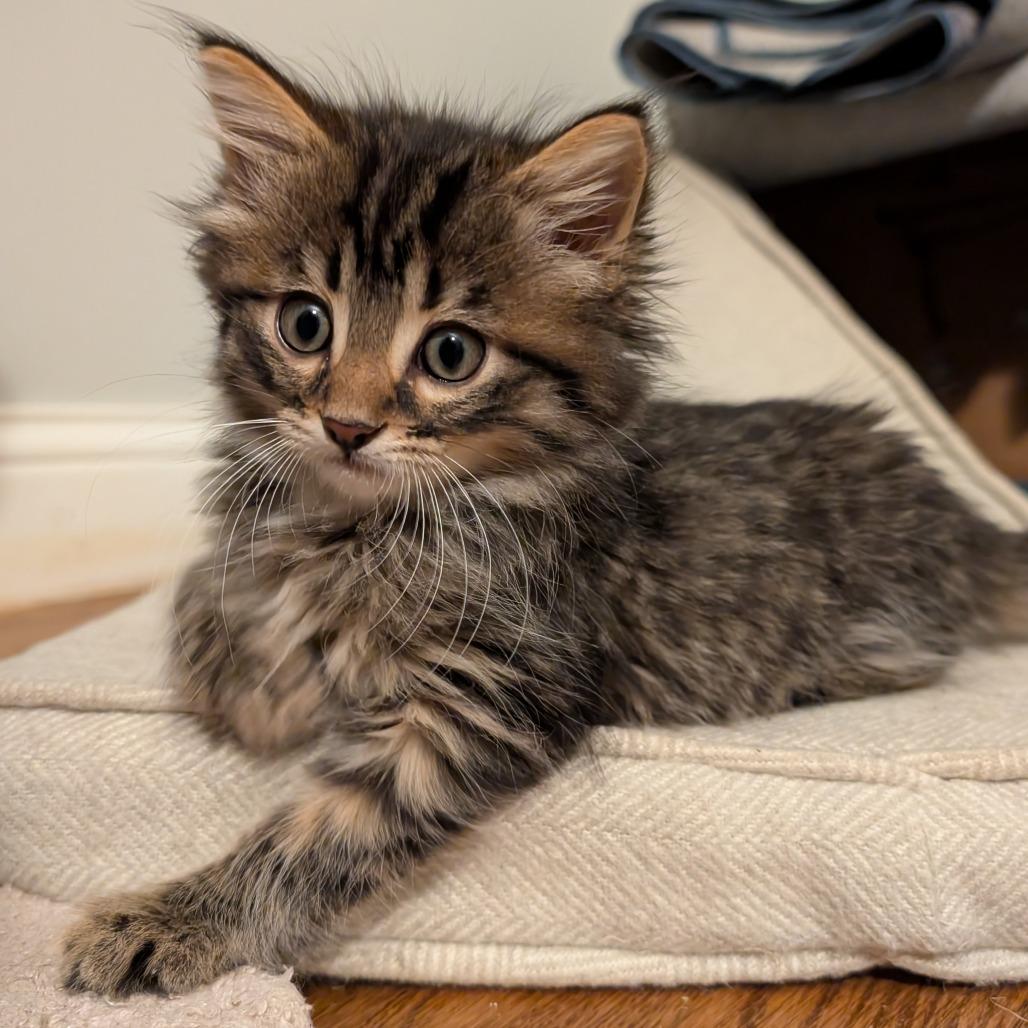 Enlarge Jimmy, a Adopted Domestic Long Hair in Lexington, KY image 2/4
