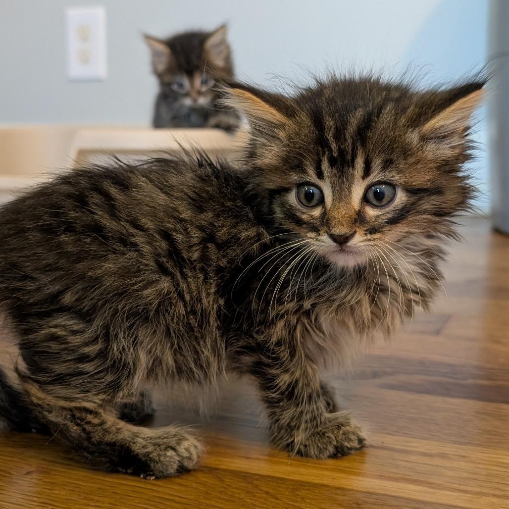 Enlarge Jimmy, a Adopted Domestic Long Hair in Lexington, KY image 3/4