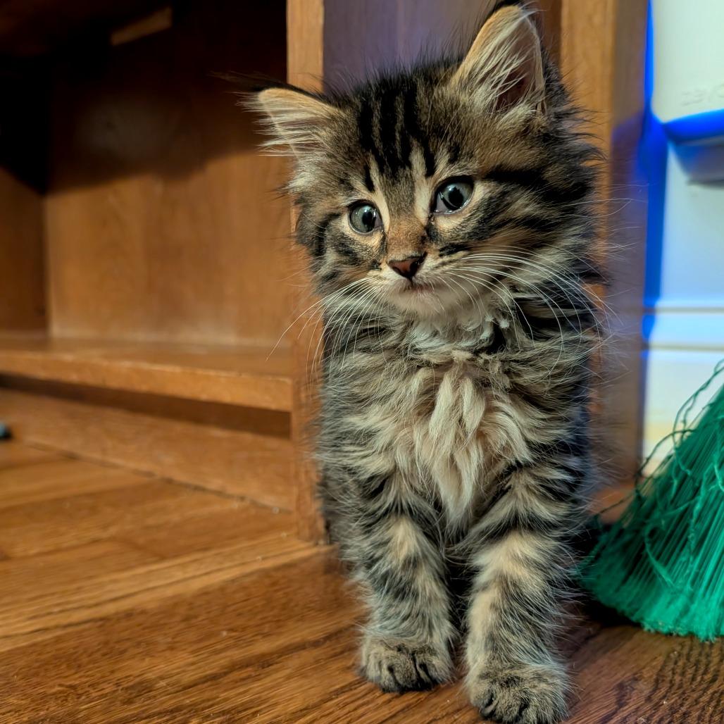 Enlarge Jimmy, a Adopted Domestic Long Hair in Lexington, KY image 4/4