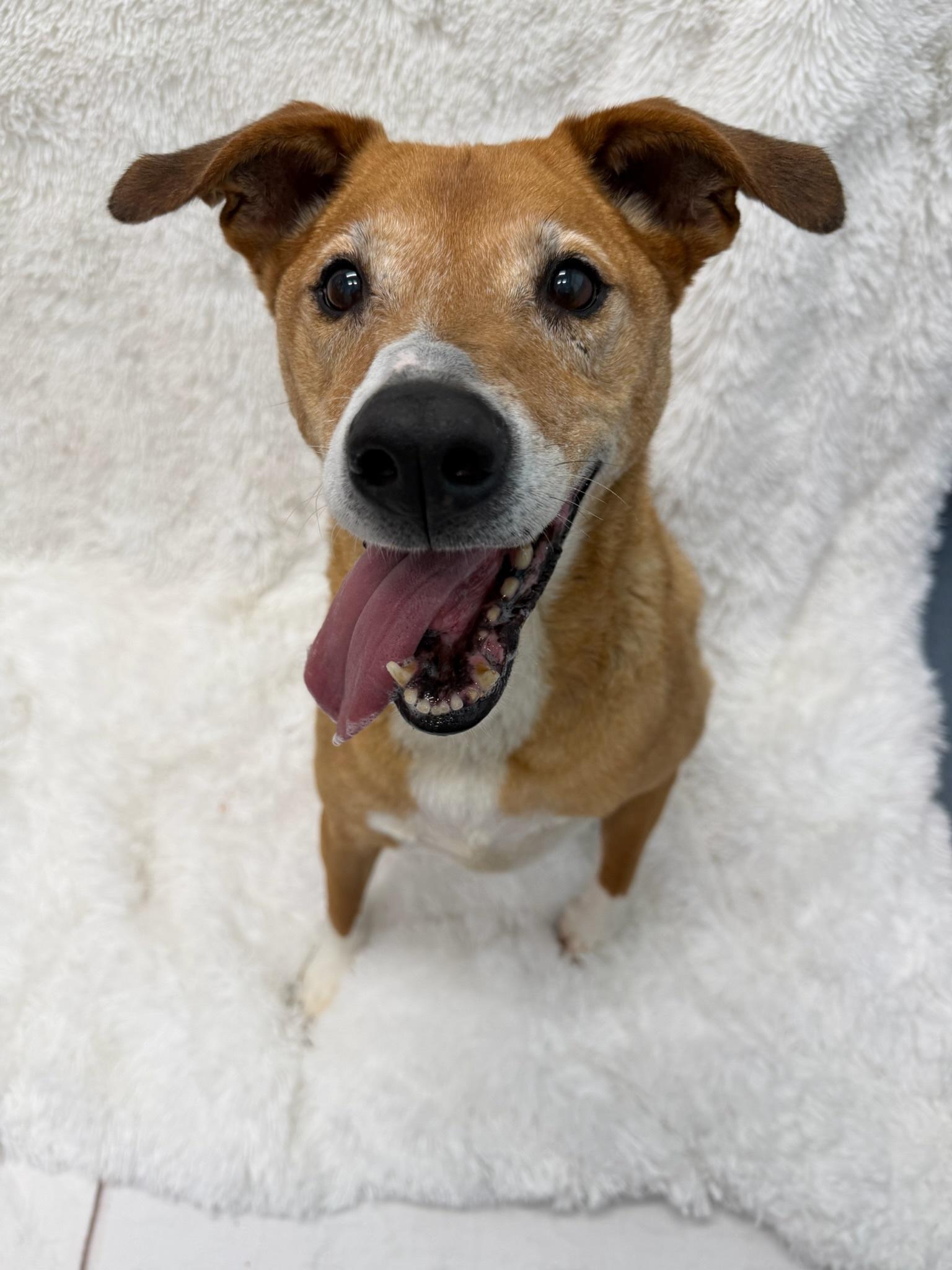 Rocky Tag 852, adopted, Senior Male Labrador Retriever.