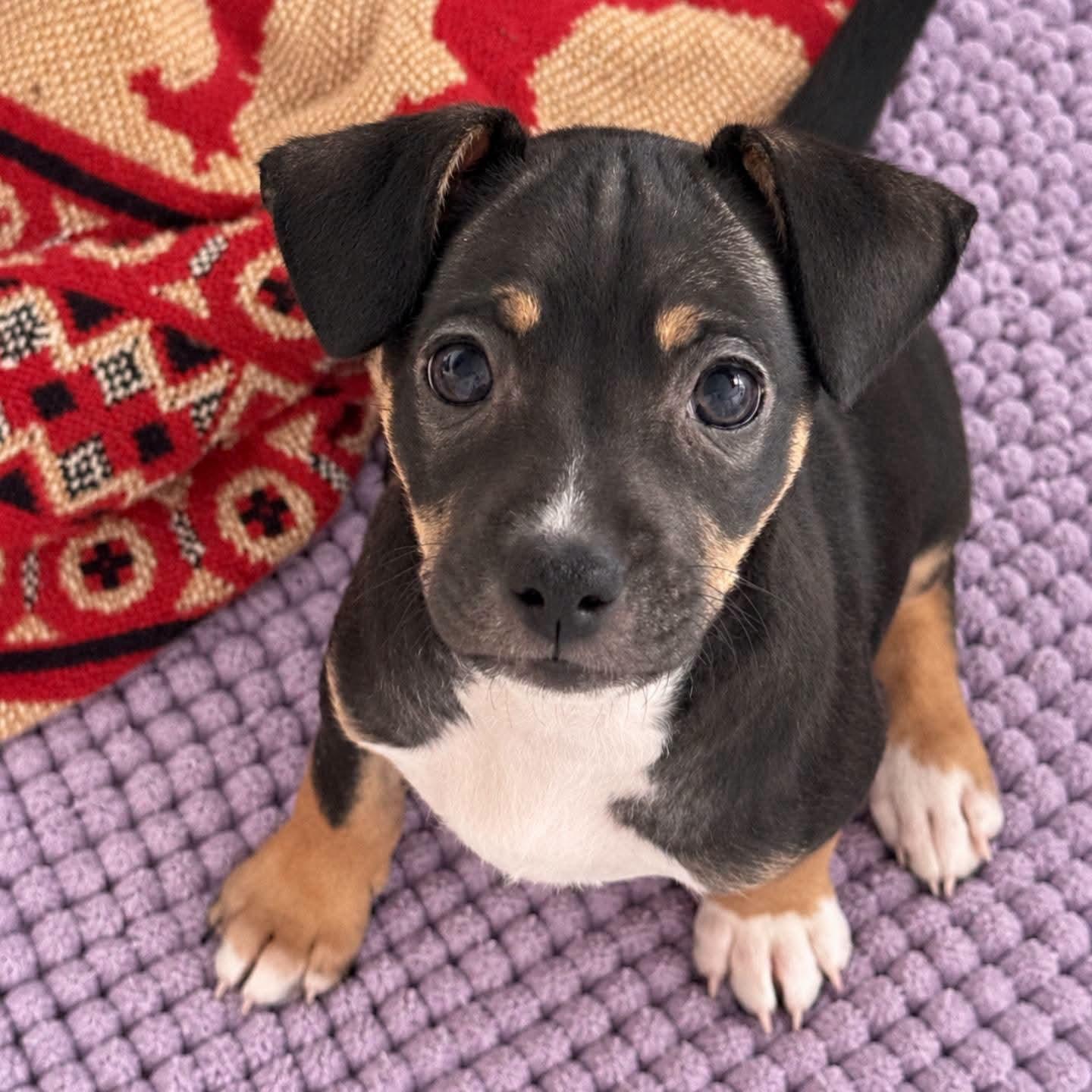 Enlarge Eloise, a Adoptable mixed breed in Ferndale, MI image 2/4