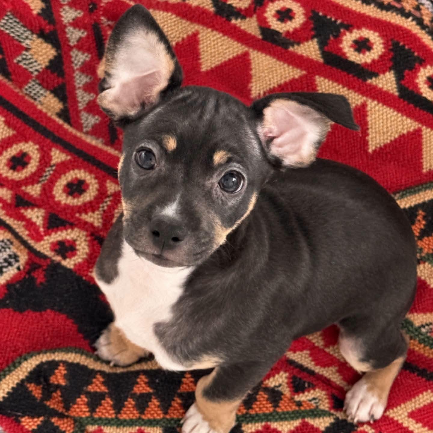 Enlarge Eloise, a Adoptable mixed breed in Ferndale, MI image 3/4