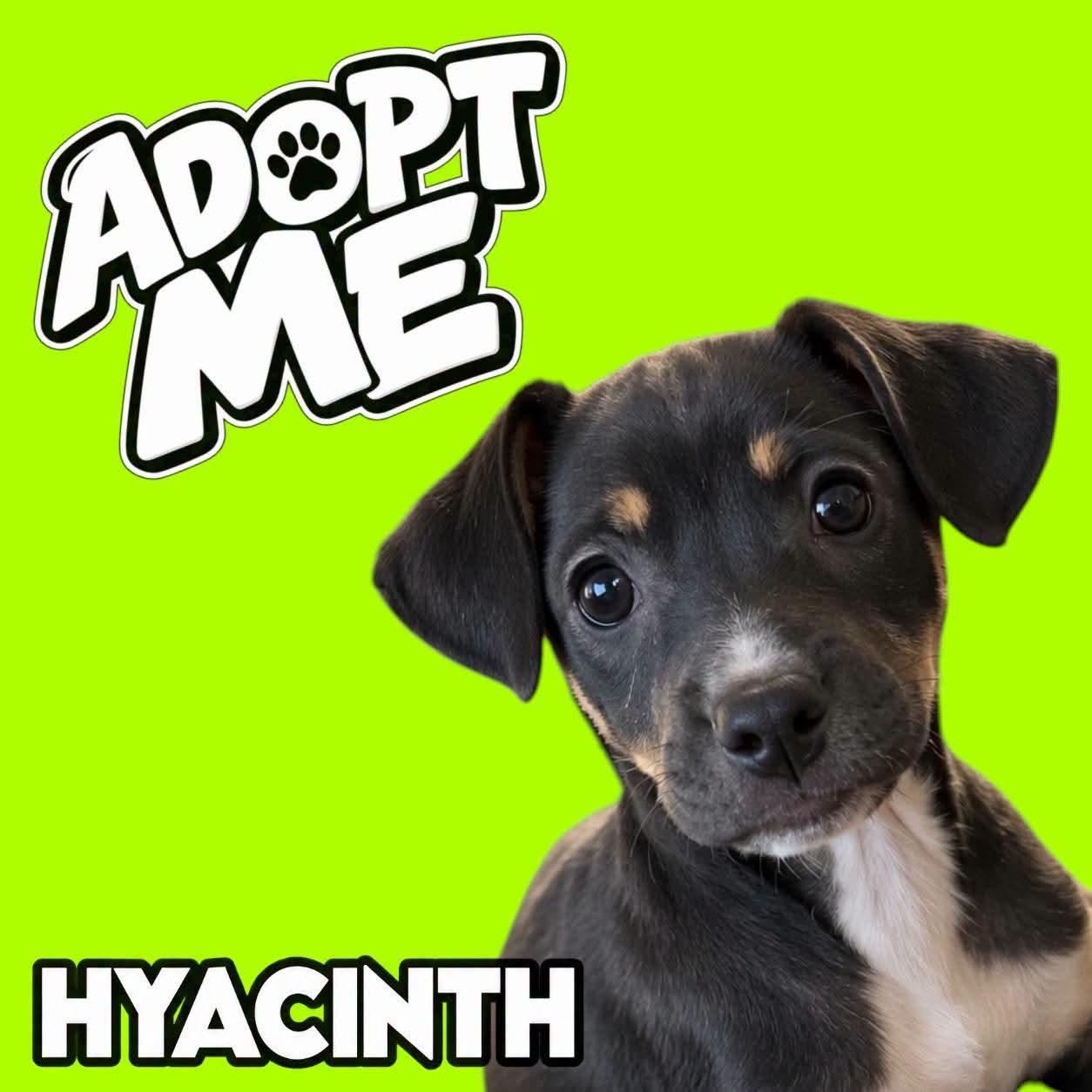 Enlarge Eloise, a Adoptable mixed breed in Ferndale, MI image 1/4
