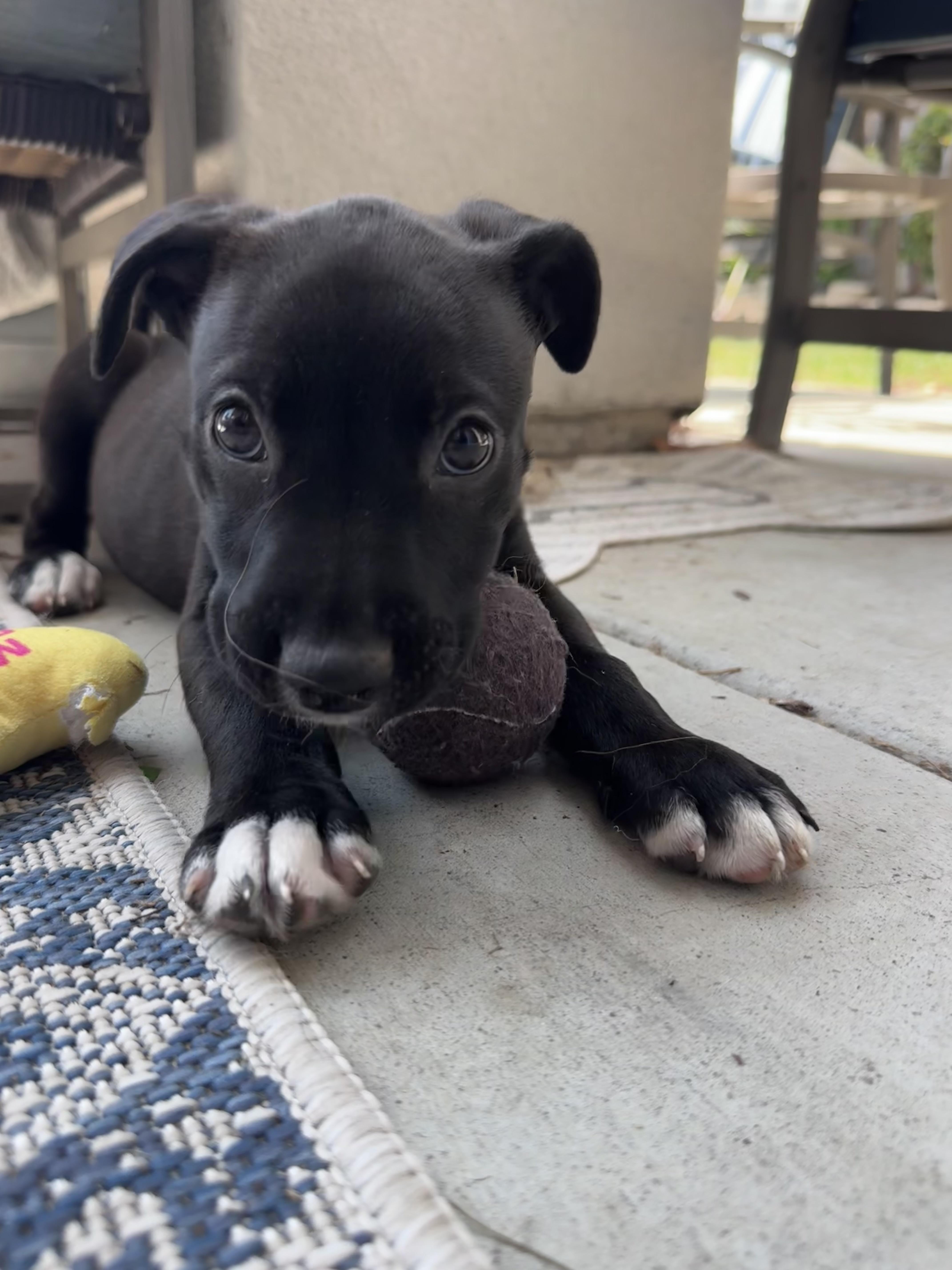 Circe, a ADOPTABLE mixed breed in San Diego, CA image 5/6