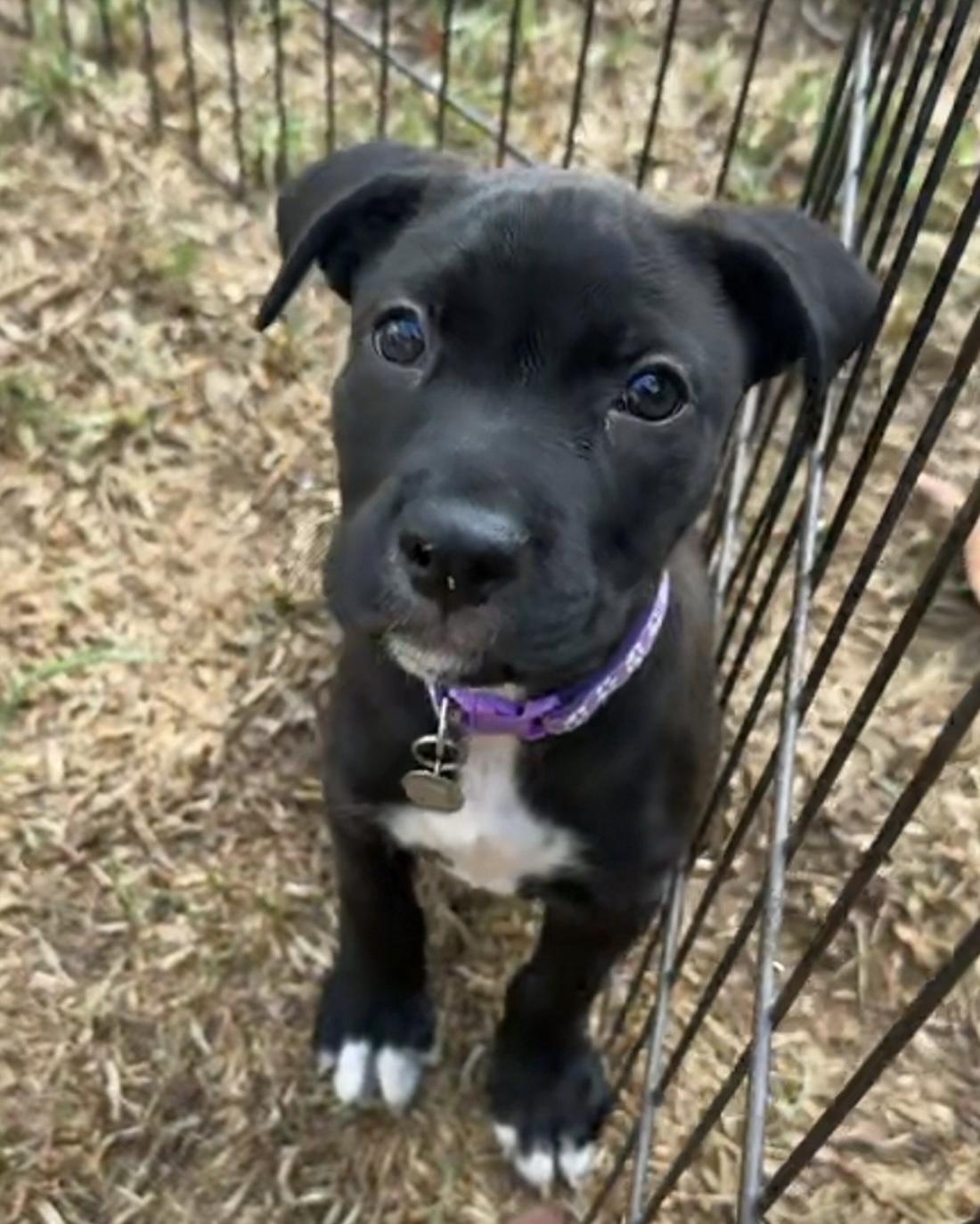 Circe, ADOPTABLE, Puppy Female Labrador Retriever.