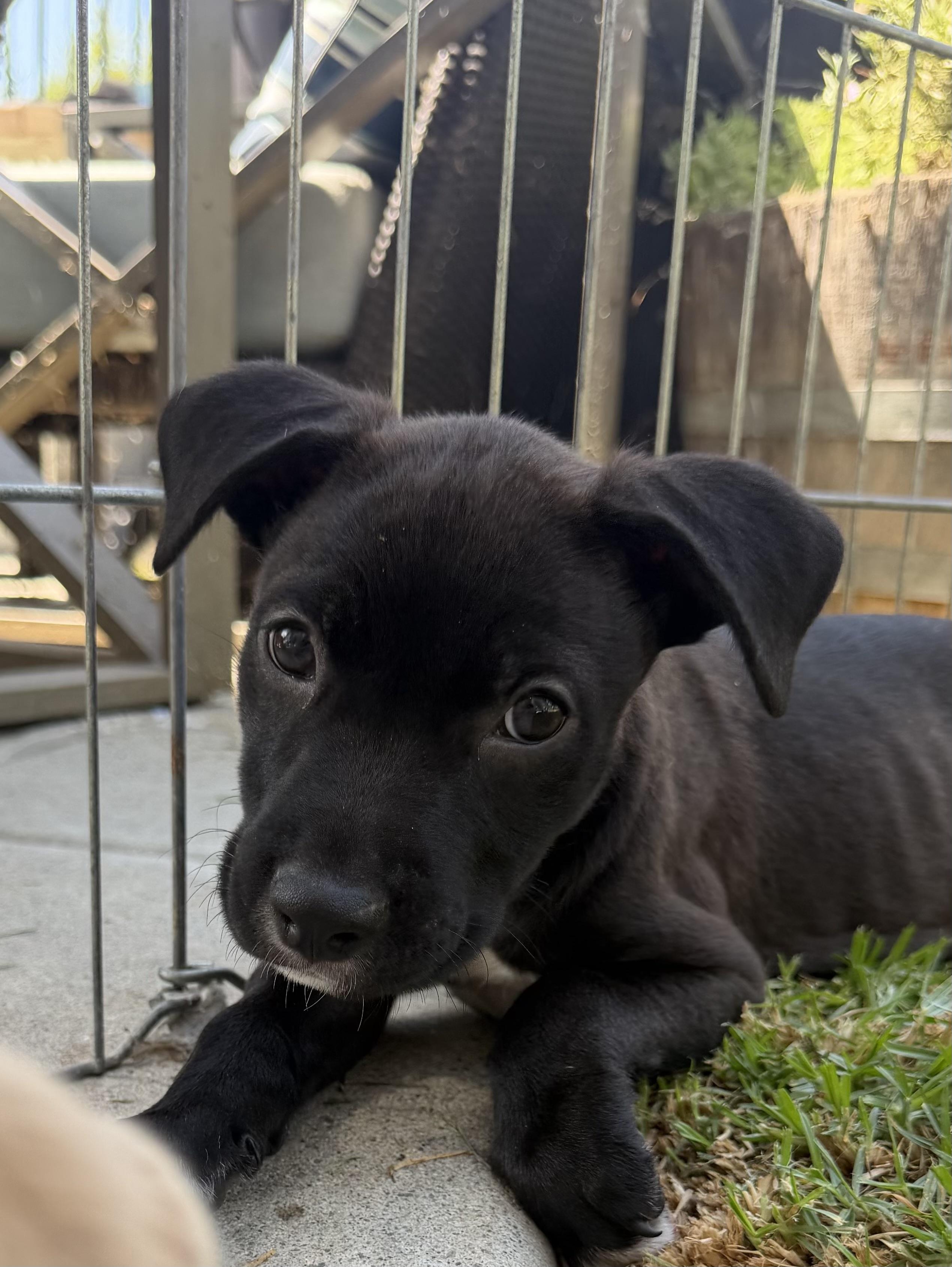 Circe, a ADOPTABLE mixed breed in San Diego, CA image 6/6