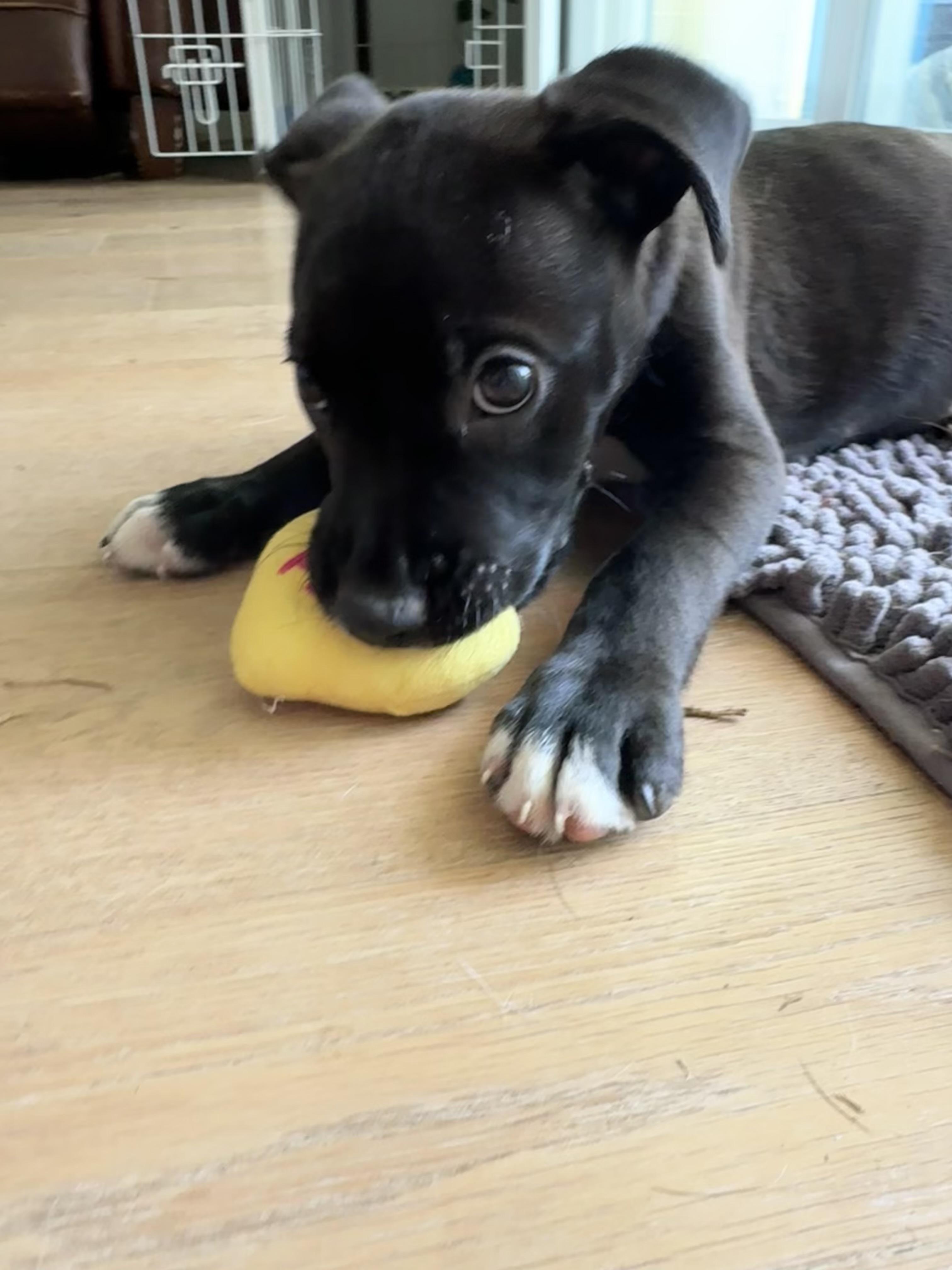 Circe, a ADOPTABLE mixed breed in San Diego, CA image 3/6