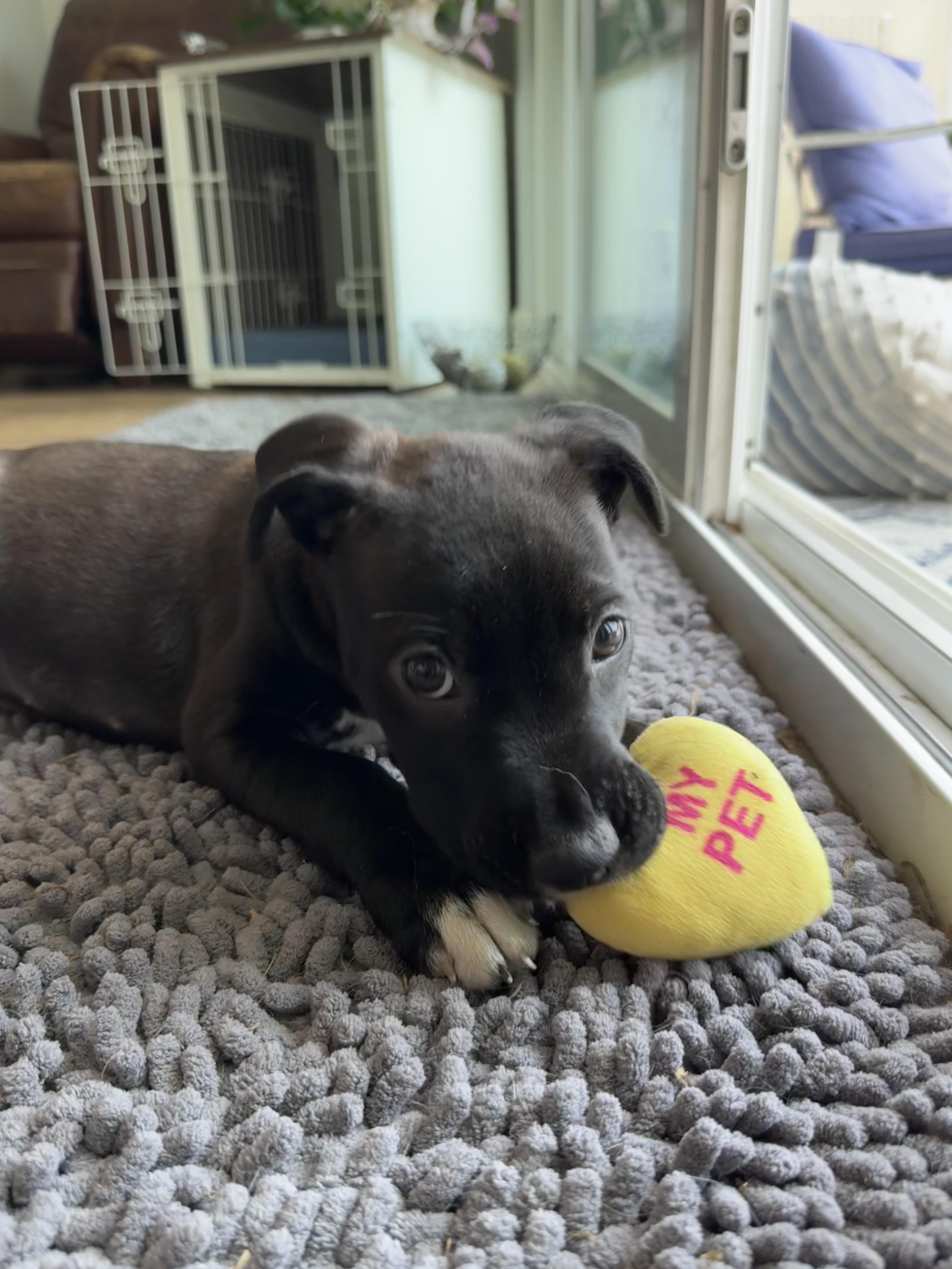 Circe, a ADOPTABLE mixed breed in San Diego, CA image 4/6