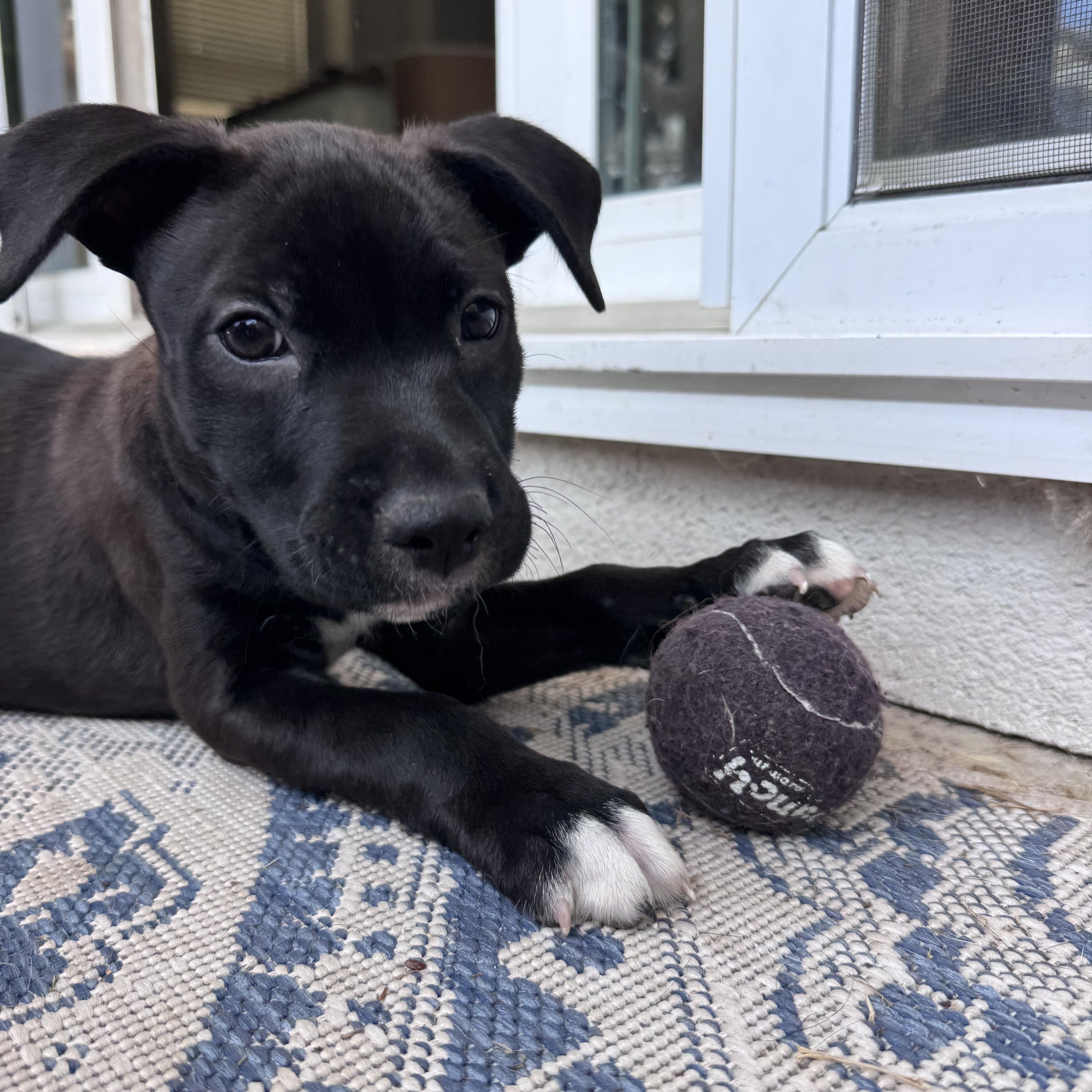 Circe, a ADOPTABLE mixed breed in San Diego, CA image 2/6
