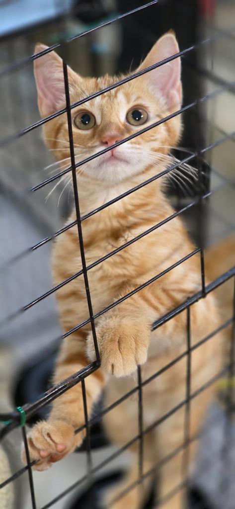 Enlarge Peter, a Adopted mixed breed in Crossville, TN image 2/6