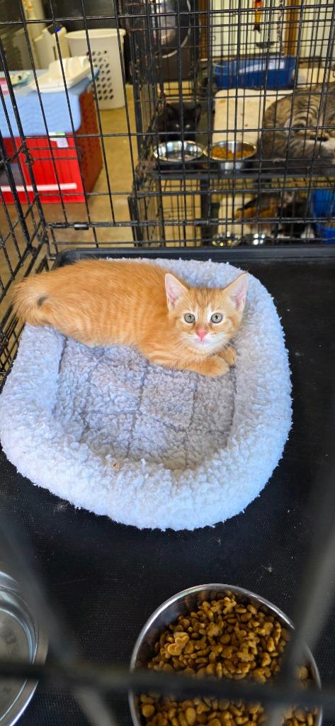 Enlarge Peter, a Adopted mixed breed in Crossville, TN image 4/6