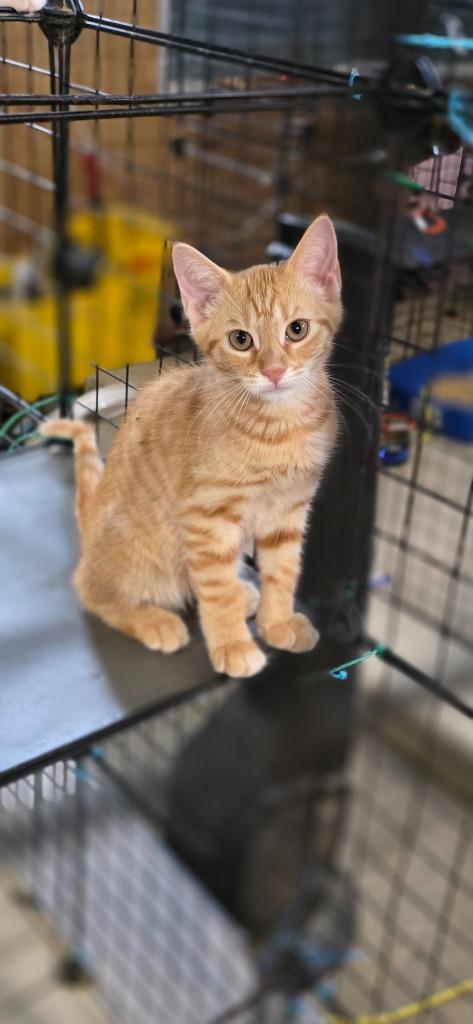 Enlarge Peter, a Adopted mixed breed in Crossville, TN image 6/6