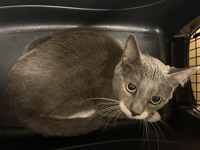 Enlarge TJ, a Adoptable Domestic Short Hair in Minneapolis, MN image 1/1
