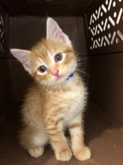 Lenny (Ember), Adoptable, Adult Male Domestic Short Hair.