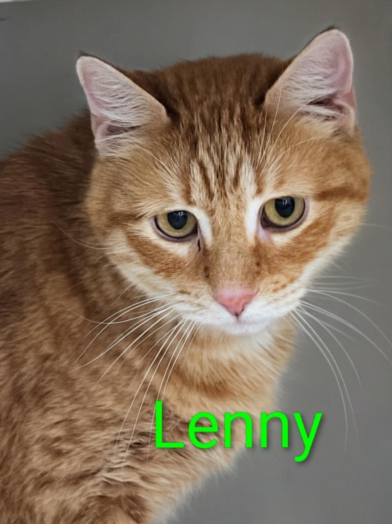 Lenny (Ember), a Adoptable mixed breed in Leonardtown, MD image 4/4