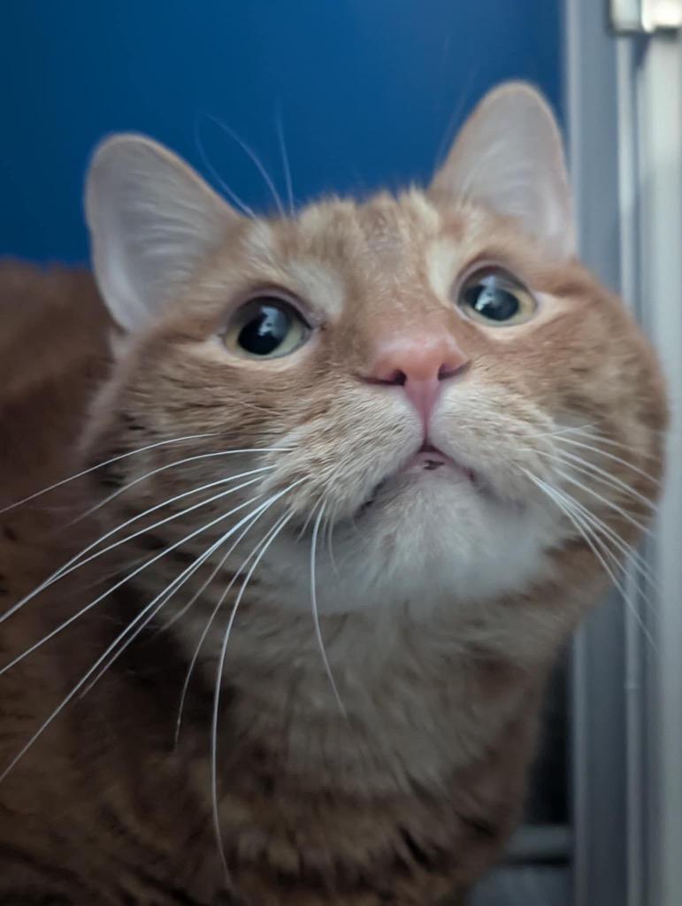 Lenny (fka Ember), a Adoptable mixed breed in Leonardtown, MD image 4/4