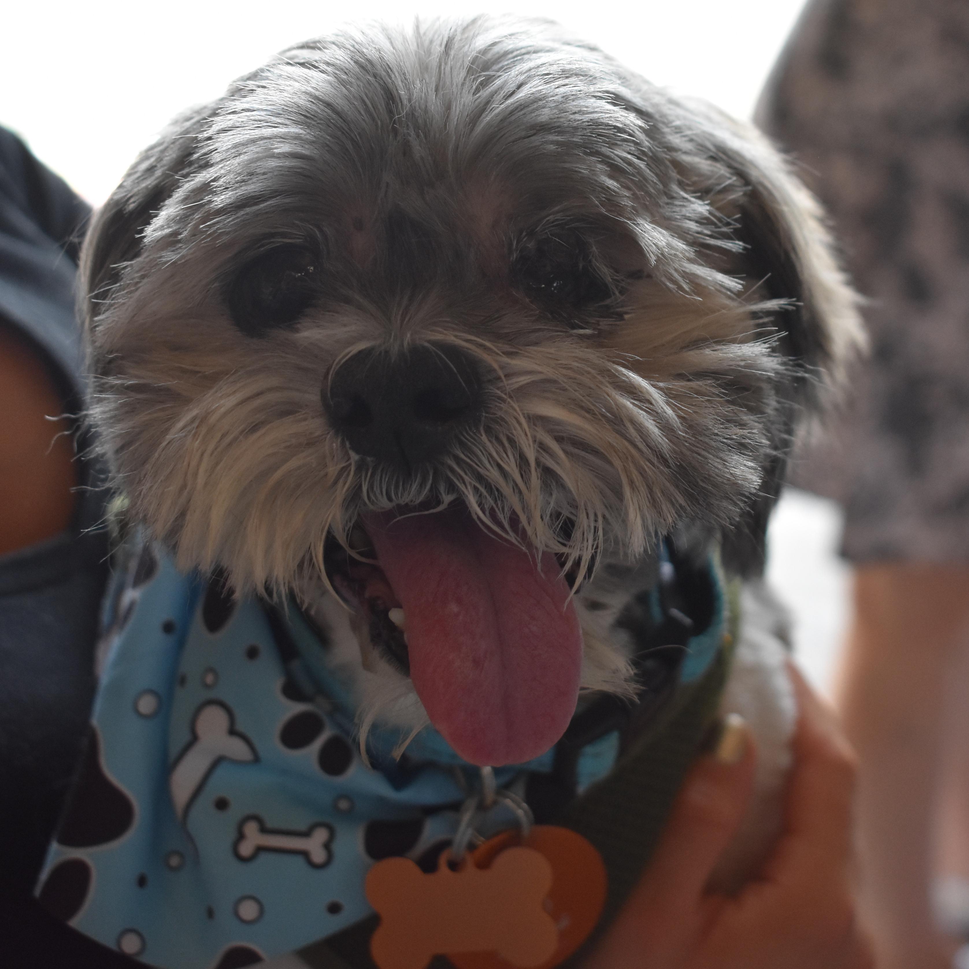 Dudley Duddles, Adoptable, Senior Male Shih Tzu.