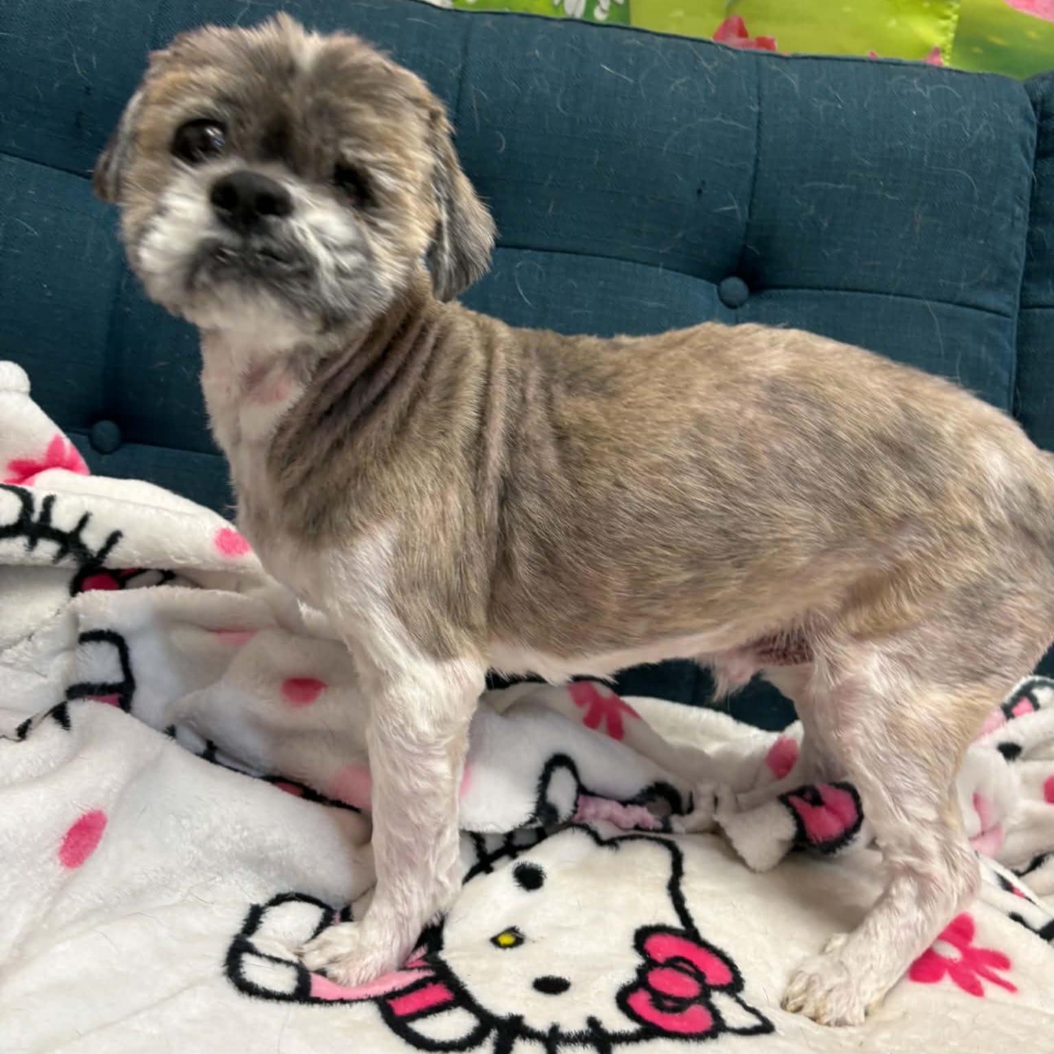 Dudley Duddles, a ADOPTABLE mixed breed in Normal, IL image 3/5