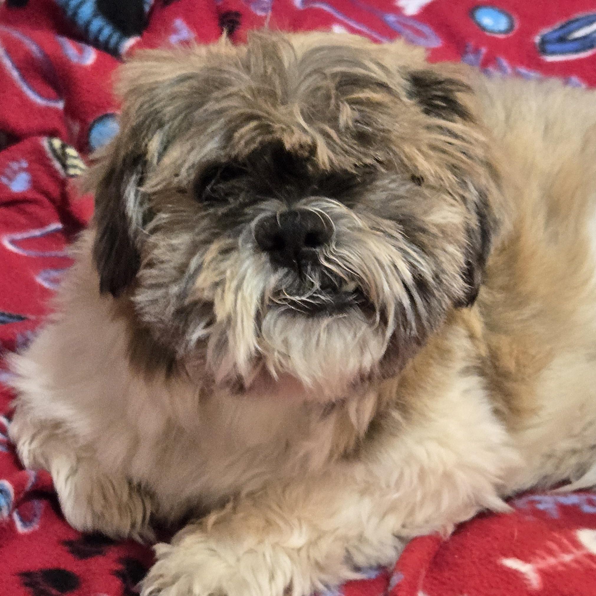 Dudley Duddles, Adoptable, Senior Male Shih Tzu.