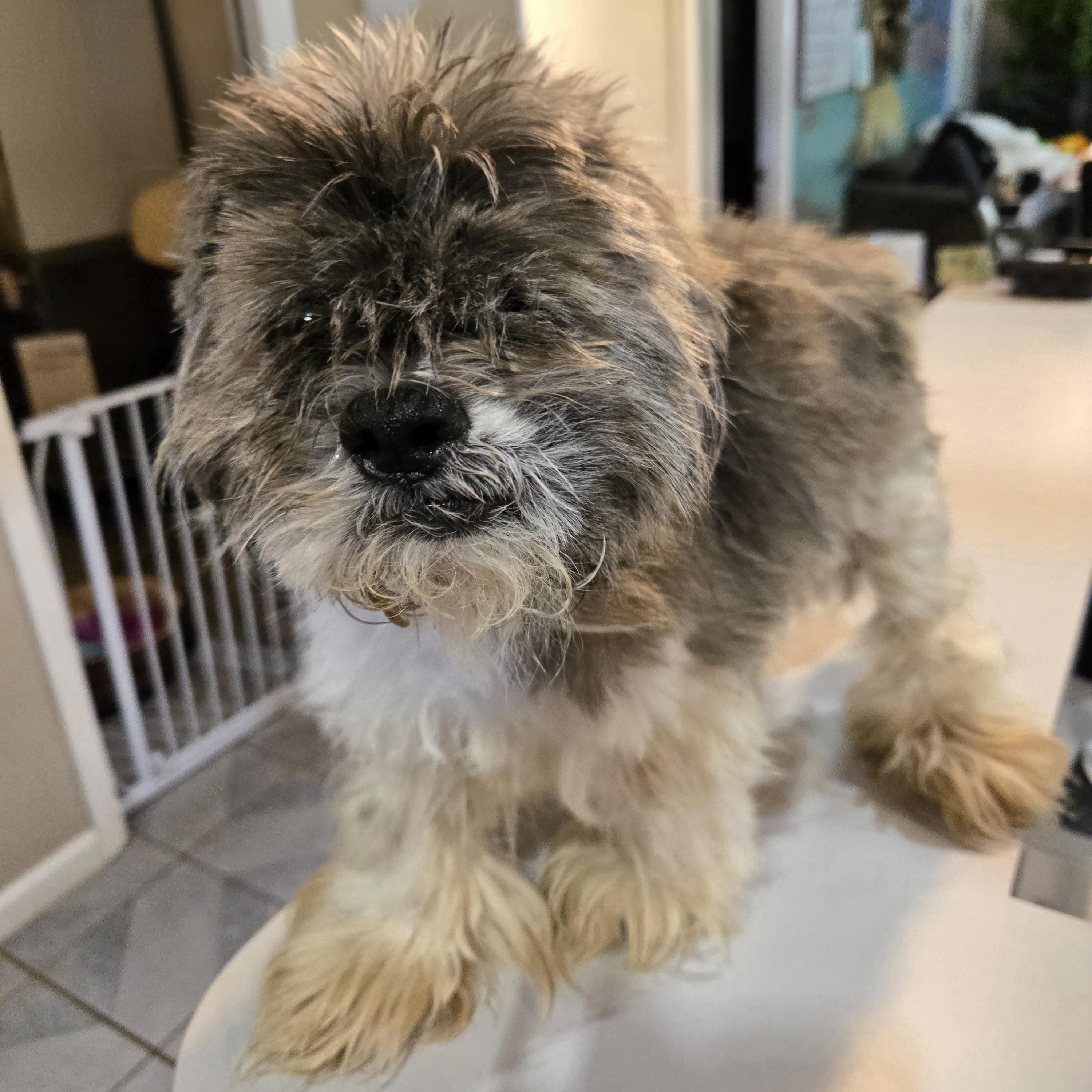 Dudley Duddles, a ADOPTABLE mixed breed in Normal, IL image 4/5