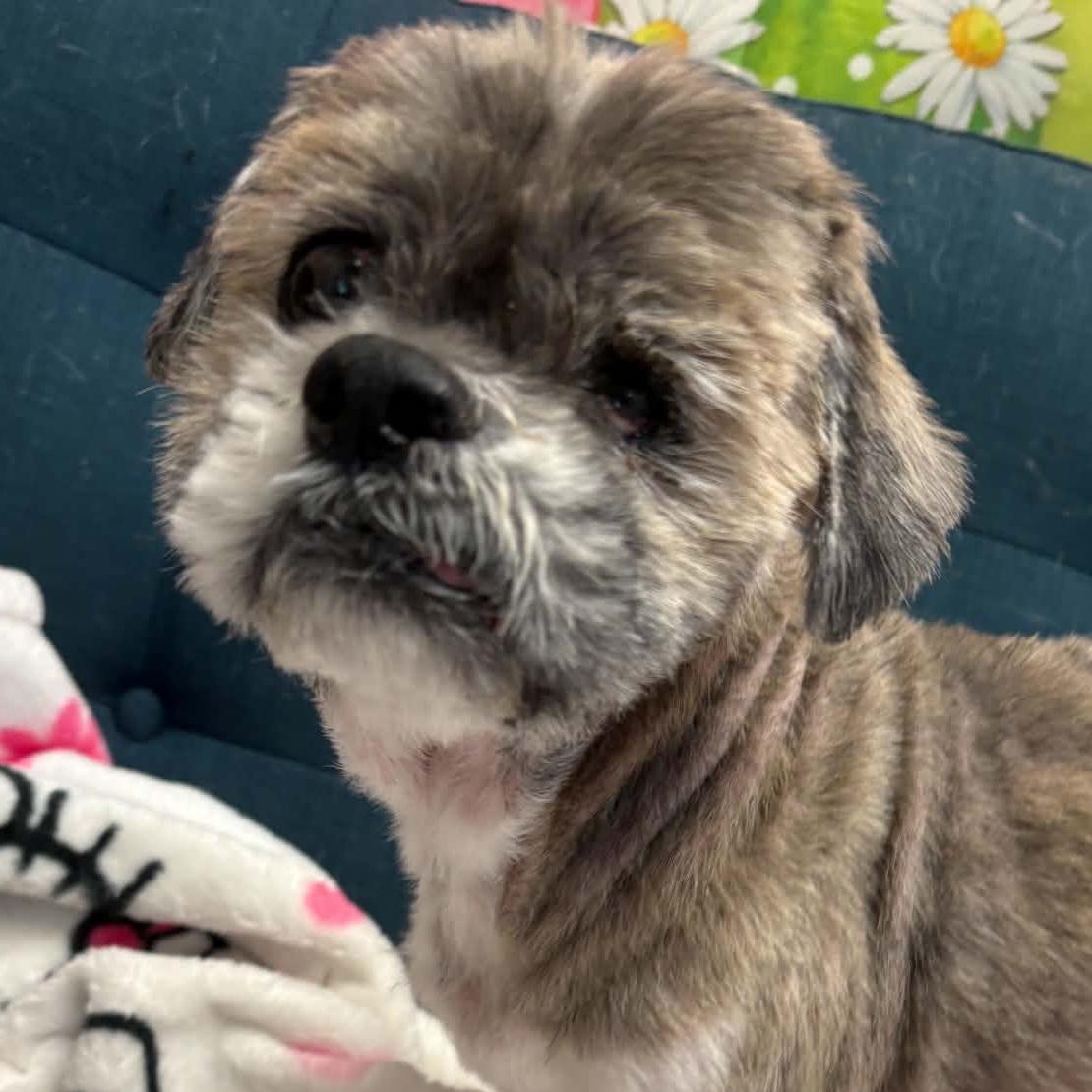 Dudley Duddles, a ADOPTABLE mixed breed in Normal, IL image 1/5