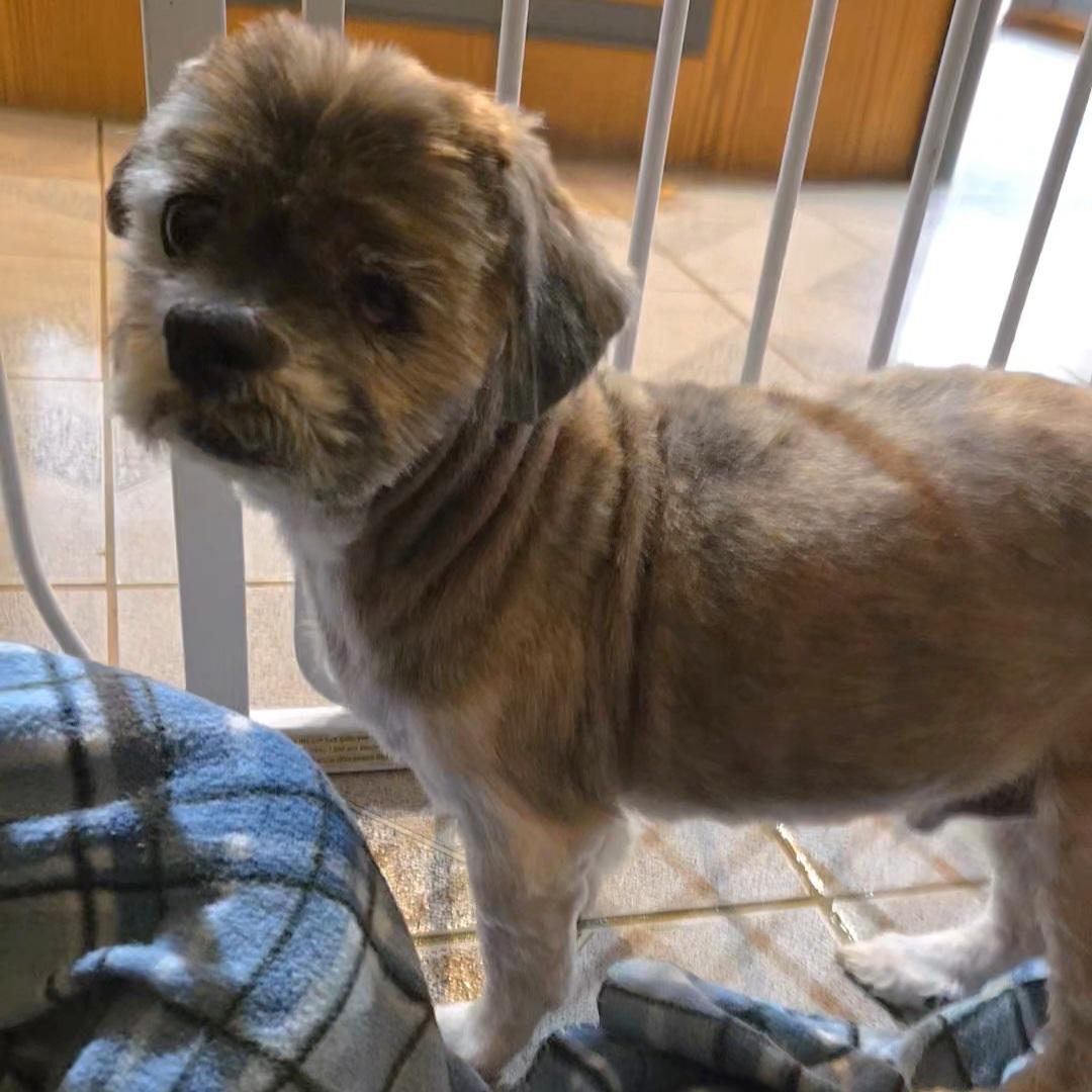 Dudley Duddles, a ADOPTABLE mixed breed in Normal, IL image 2/5