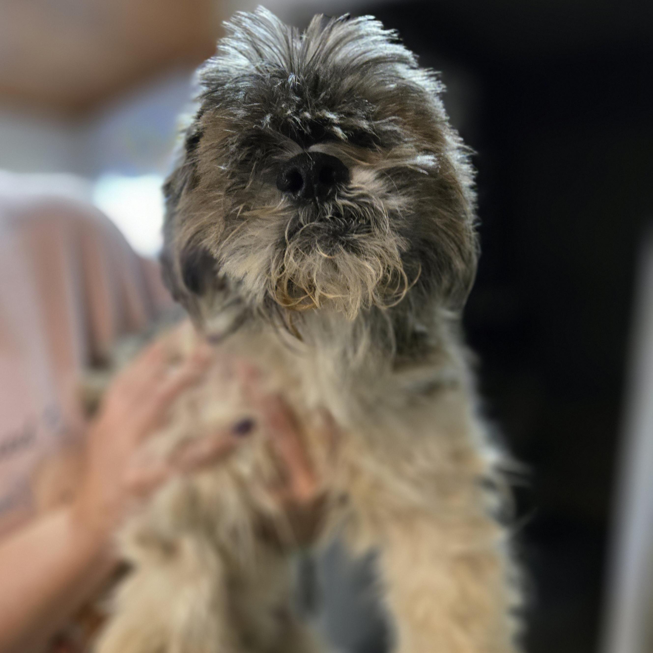 Dudley Duddles, a ADOPTABLE mixed breed in Normal, IL image 5/5