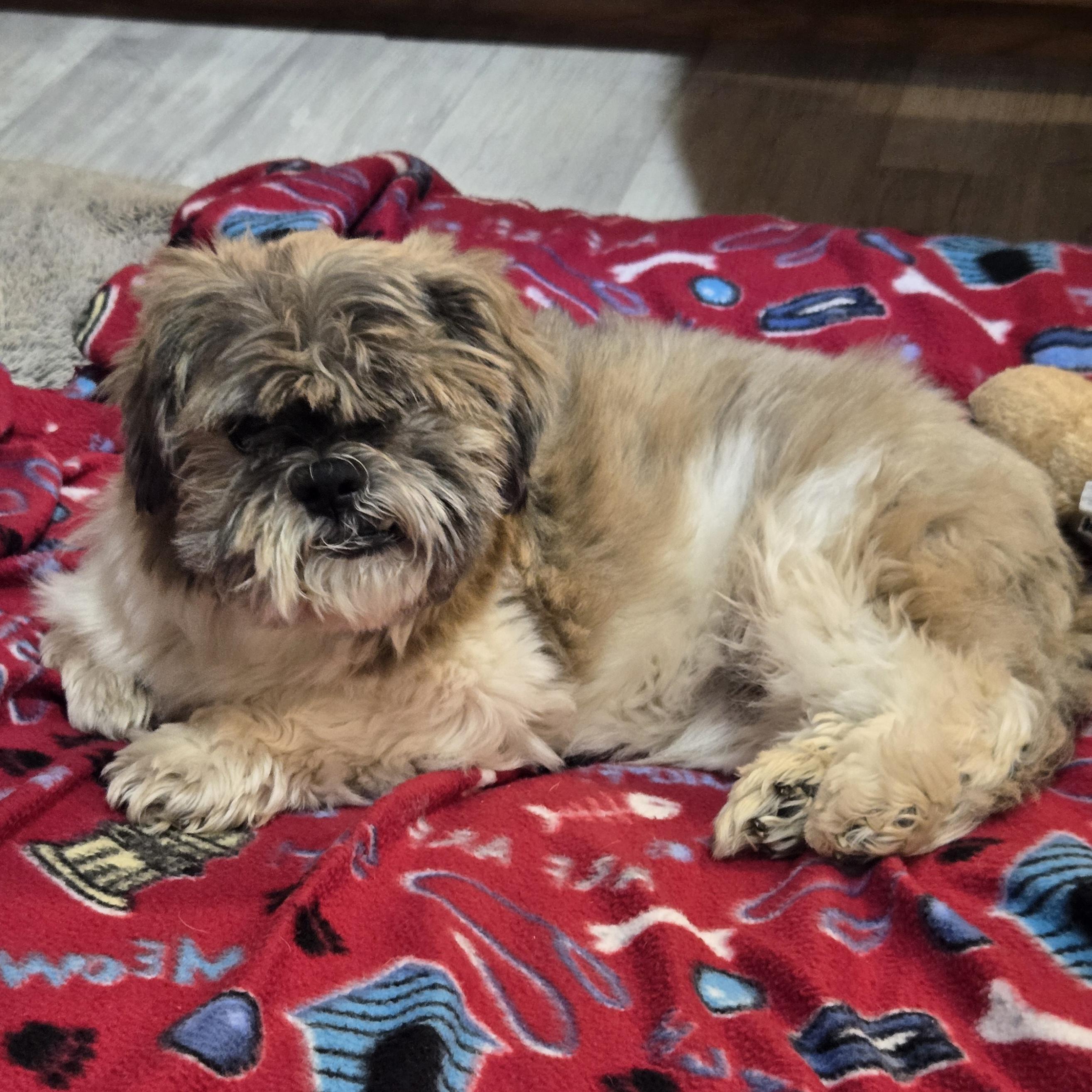 Enlarge Dudley Duddles, a Adoptable mixed breed in Normal, IL image 2/6