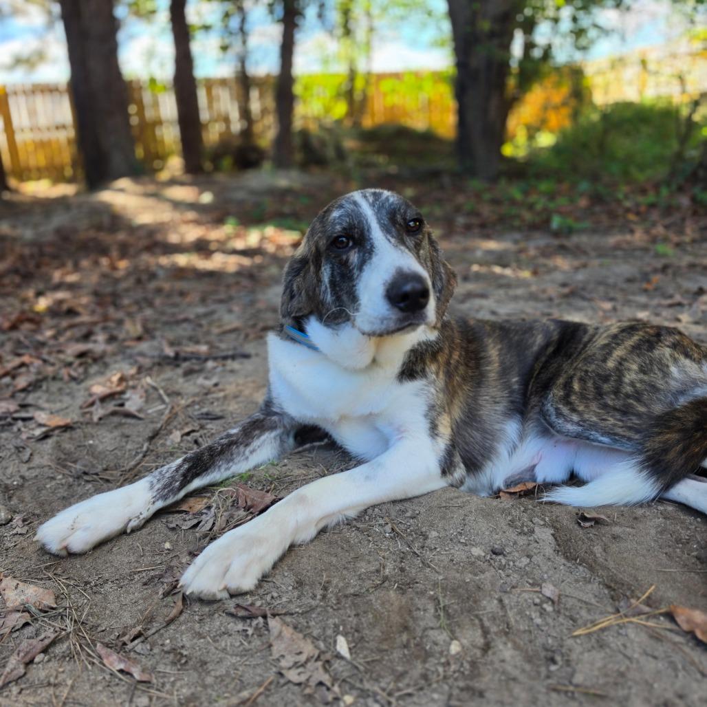 Enlarge Marco, a Adoptable mixed breed in Chesapeake, VA image 1/2