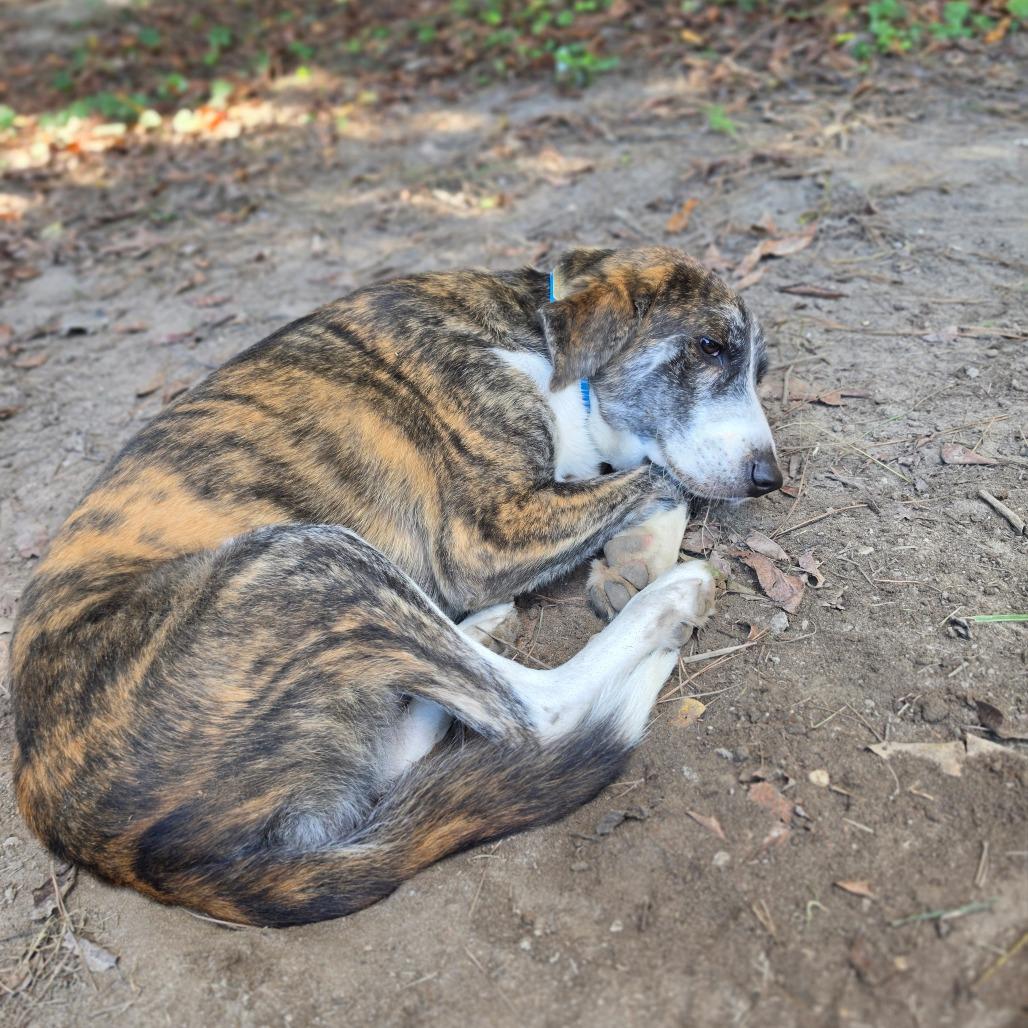 Enlarge Marco, a Adoptable mixed breed in Chesapeake, VA image 2/2