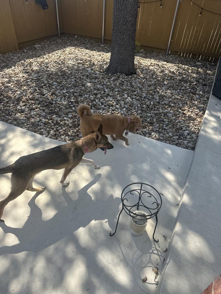 Fern, Adoptable, Young Female Mixed Breed.