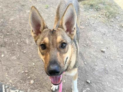 Fern, Adoptable, Young Female Mixed Breed.