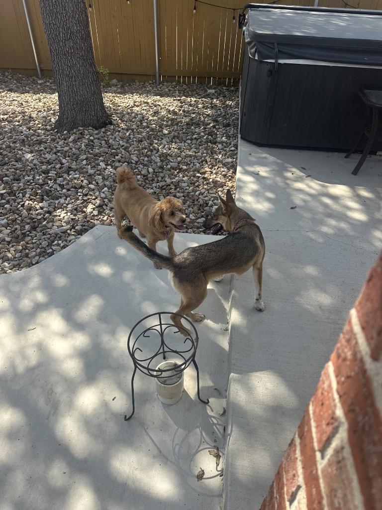 Enlarge Fern, a Adoptable mixed breed in Blountville, TN image 3/4