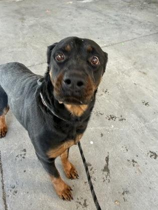 Enlarge Phoebe (159201) (In a foster home), an adopted Rottweiler in Baton Rouge, LA image 4/4