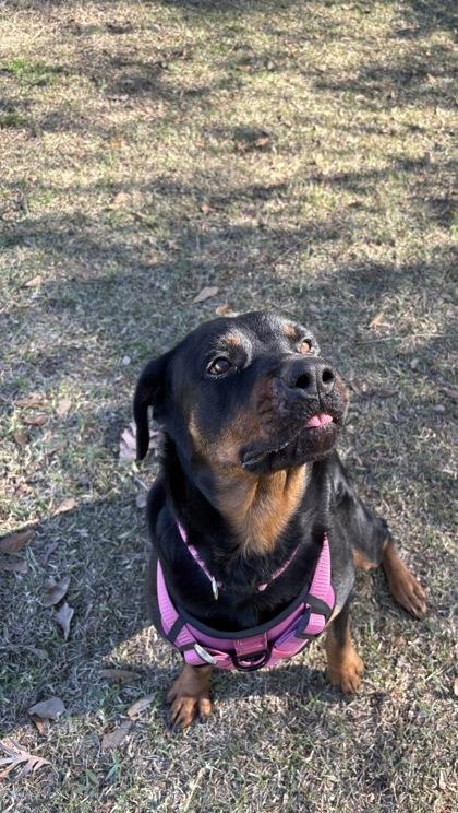 Enlarge Phoebe (159201) (In a foster home), an adopted Rottweiler in Baton Rouge, LA image 3/4