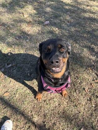 Enlarge Phoebe (159201) (In a foster home), an adopted Rottweiler in Baton Rouge, LA image 1/4