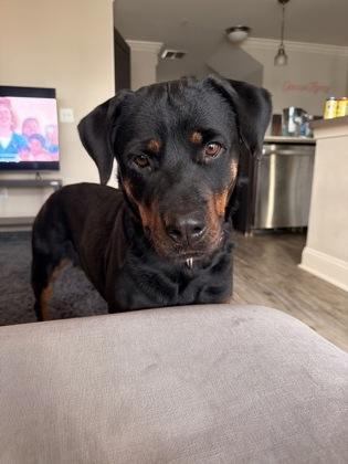 Enlarge Phoebe (159201) (In a foster home), an adopted Rottweiler in Baton Rouge, LA image 2/4
