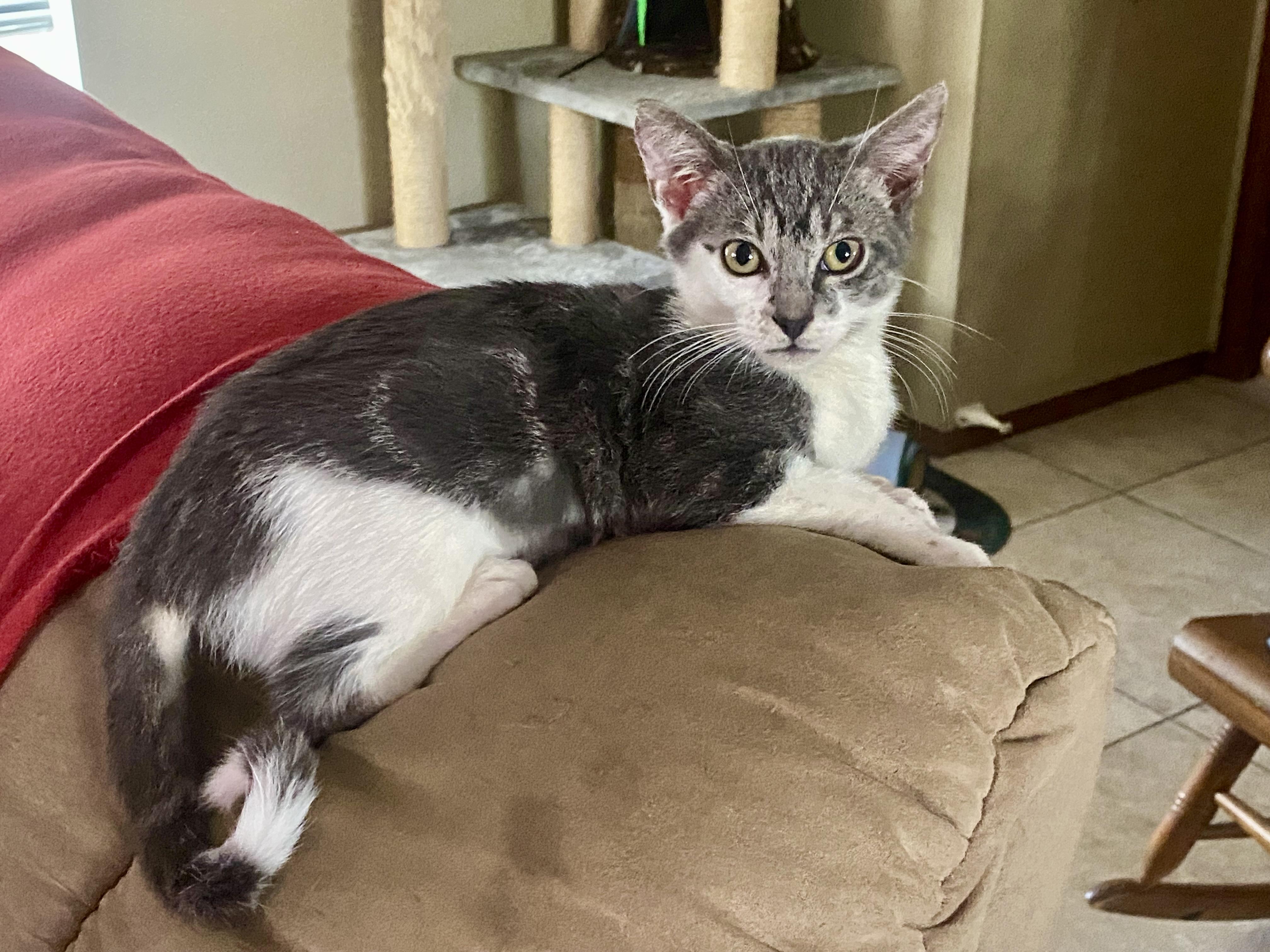 Enlarge Stormie Skies, an adopted mixed breed in Londonderry, NH image 2/6