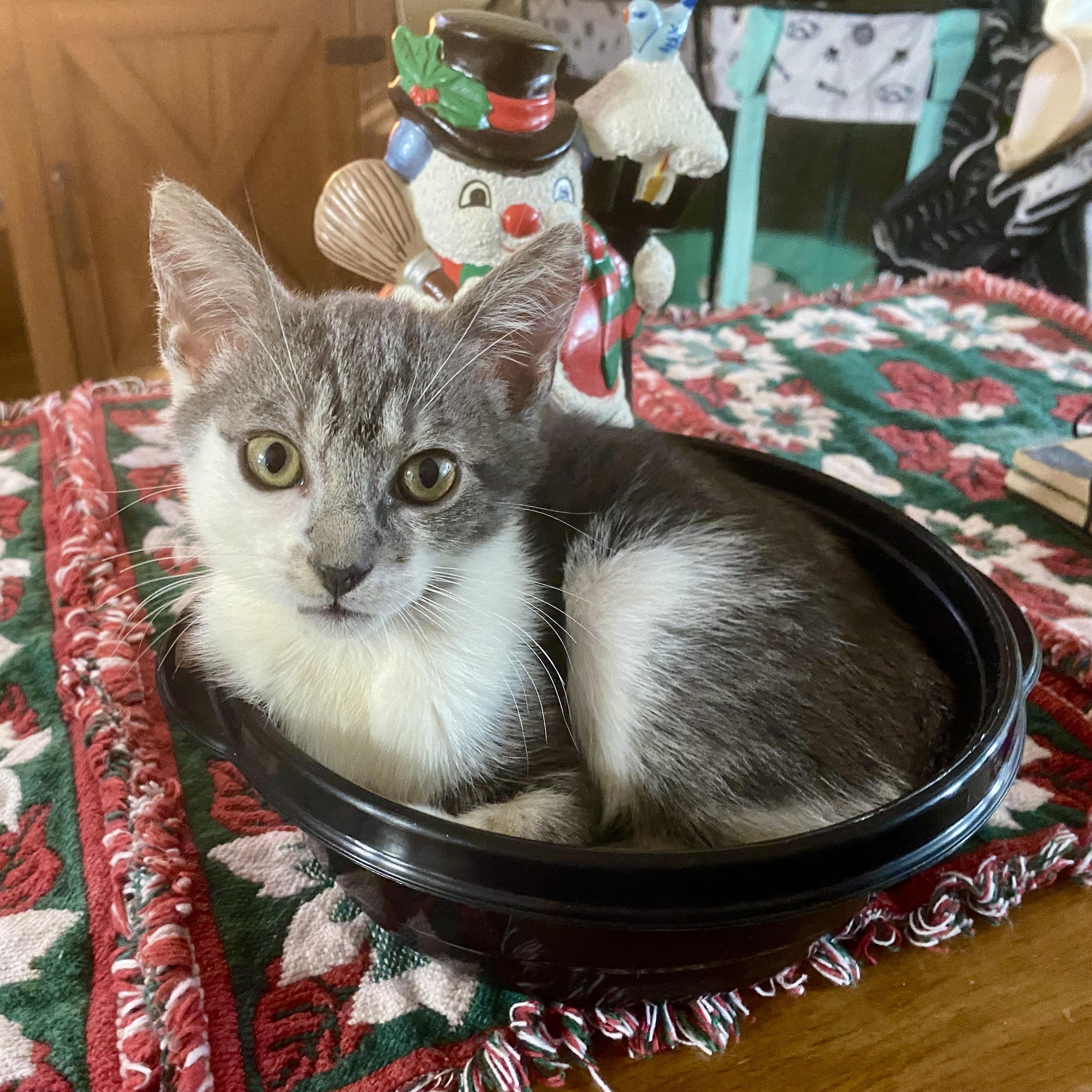 Enlarge Stormie Skies, an adopted mixed breed in Londonderry, NH image 4/6