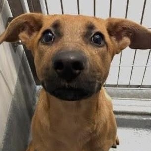 Dogs for Adoption near East Windsor: Find Your Furry Friend!