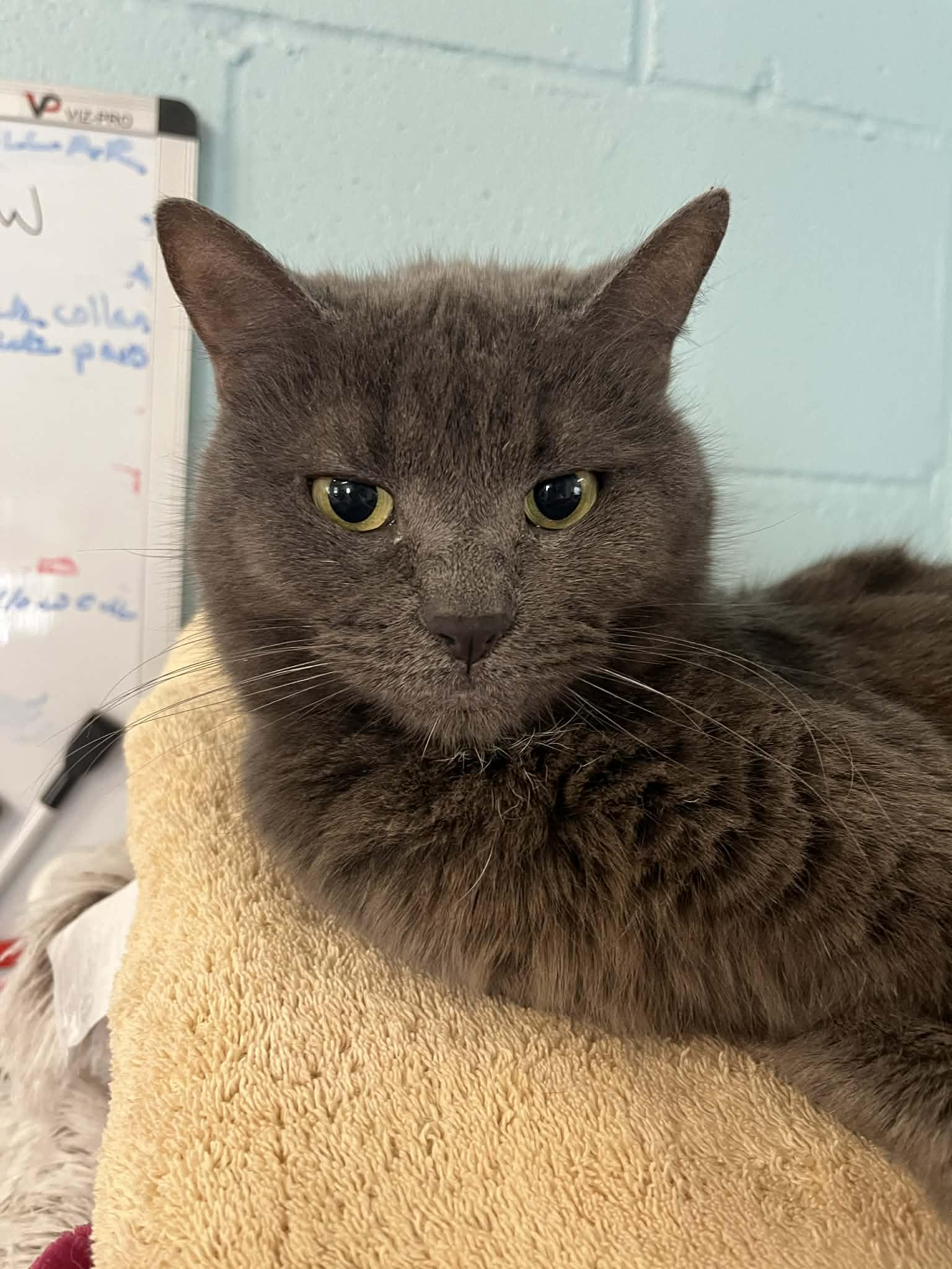 Enlarge Dana, an adopted Domestic Short Hair in Warren, OH image 1/4